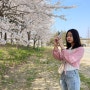 인천 송도 벚꽃 명소는 바로 이곳이지! 송도 달빛축제공원