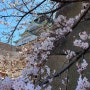 오사카 교토 벚꽃여행 베스트 코스 및 꿀팁
