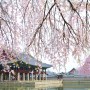 경복궁의 봄, '살구꽃 자경전·수양벚꽃 경회루·연못정원 향원정