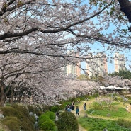 울산 선암호수공원 벚꽃 명소 개화상태 (24.4.7)