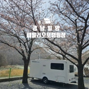경남 밀양패밀리오토캠핑장 벚꽃캠핑장 벚꽃개화현황 사이트추천