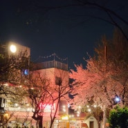 서울 벚꽃 명소 연남동 카페거리&경의선 숲길 이번 주 놓치지 마세요