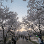 충청도 대청호 세상에서 가장 긴 오동선 벚꽃길 산책