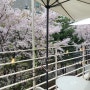 대흥역 벚꽃 카페 파크사이드, 벚꽃 보며 커피 즐기기!