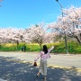 벚꽃놀이를 흠뻑 즐겼던 4월 일상 정리