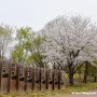 남양주 벚꽃 명소 다산생태공원 4월 꽃구경 주차장