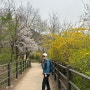2024년4월8일 인왕산 개나리 벚꽃구경(독립문역-안산자락길-무악재하늘다리-인왕산정상-창의문)