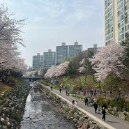 용인 벚꽃 명소 정평천 산책 코스, 벚꽃뷰카페 정보