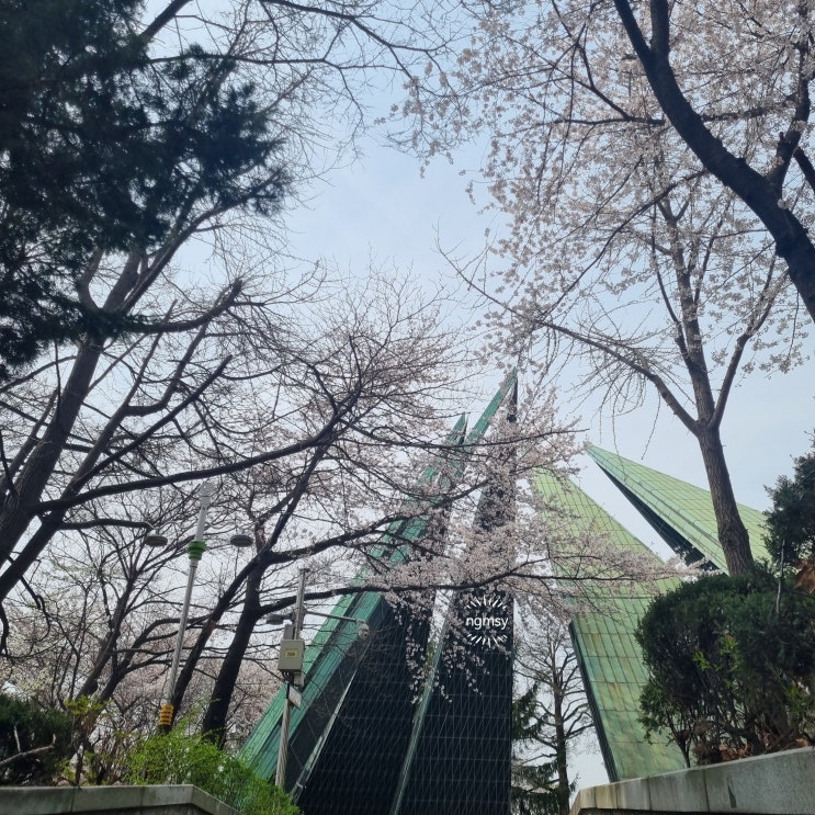 2024 인천 자유공원 벚꽃 인천 벚꽃 명소