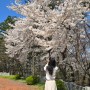 추풍령휴게소(부산방향) 숨은 벚꽃 명소, 김천테마파크