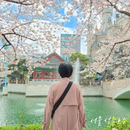 서울 잠실 석촌호수 놀거리 & 벚꽃 사진 포인트