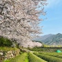 [경남 하동 벚꽃 여행 코스] 지리산, 섬진강, 벚꽃, 녹차밭이 아름다운 식도락 여행