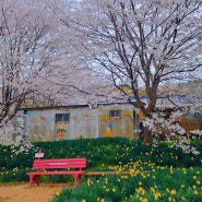 홍성 거북이마을 벚꽃개화 수선화