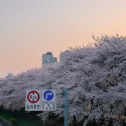 흐드러지는 벚꽃 속에서~ 드디어 기다리던 벚꽃시즌! 나의 벚꽃 나들이를 사진과 함께 공유해 주세요!