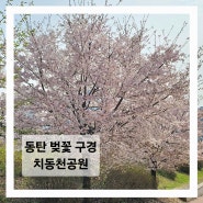 동탄 벚꽃구경 1탄 치동천공원 산책로 매년 더 이뻐지는 벚꽃길🌸