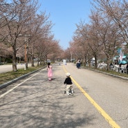 홍천비발디파크 봄봄축제 벚꽃축제 먹이주기 말타기 푸드코트 (현재 벚꽃 상태)