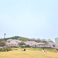 아산벚꽃명소 지산공원벚꽃 실시간 개화상태