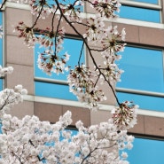 대구 4월 벚꽃 나들이 - 국채보상운동기념공원&우리 집 앞 동네 공원 :: 가볍게 걷기 좋아요