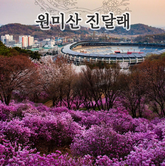 부천 원미산 진달래동산 꽃놀이 and 진달래가 빛나는 시간