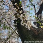 대전 중구 벚꽃명소구경 수도산 테미근린공원 산책