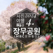 [사진여행]📮벚꽃과 동백꽃명소 "장무공원(mbc문화동산)"