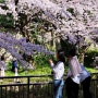 제주 시내 숨은 벚꽃 명소, ‘신산공원 벚꽃’