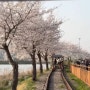 [서울 근교 벚꽃구경] 벚꽃길을 따라 레일바이크타며 벚꽃감상 :) 왕송호수 , 예약성공!
