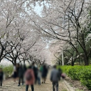 2024년 문정동 가든파이브 산책로에서 즐기는 벚꽃놀이