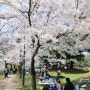 경기도 수원 서호공원 피크닉 능수벚나무 벚꽃명소