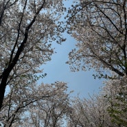 벚꽃비 가 내리는 울산벚꽃명소 (동백꽃도있음)