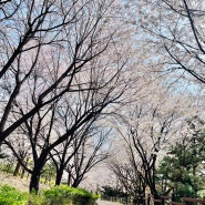 홍천 비발디파크 아이와 놀거리 산책길, 벚꽃 축제 맛집