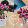식목일 나무심기 원예체험프로그램 서울 초등학교 유치원 생태 전환교육 활동