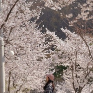 천안 “아우내 관광농원 캠핑장”에서 벚꽃 캠핑하고 왔어요! 잣나무 데크4 사이트 후기