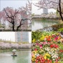 잠실 석촌호수 벚꽃 실시간 사진