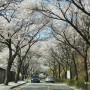 벚꽃 나들이- 전주 근교 벚꽃성지 소양 드라이브
