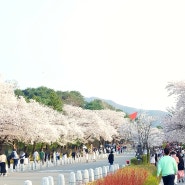 과천 서울대공원 벚꽃축제 벚꽃 구경 나들이