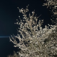 4월 첫째주 일상 :: 벚꽃구경, 결혼식, 다이어트쌈, 한신우동, 스시메이, 소프트바 등