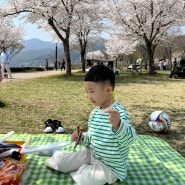 남양주 아이와 가볼만한곳-벚꽃 명소 다산생태공원 피크닉