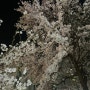 [4월 1주차] 다들 사진첩에 벚꽃 사진 하나쯤은 있는 계절 / 정국 와인 / 잠실 최고심 팝업