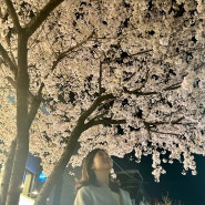 서울 야간 벚꽃 명소 경춘선숲길 공트럴파크
