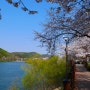 경기도 가볼만한곳 : 수원 벚꽃 명소 광교저수지