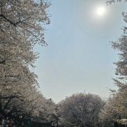 4월 일상 :: 서대문 봄빛축제 불광천 벚꽃놀이