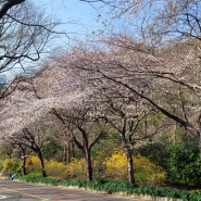 벚꽃 나들이 - 이기대 공원과 황령산