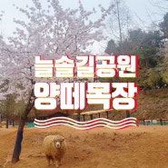 인천 아이와 가볼만한 곳 벚꽃명소 데이트명소 인천 논현동 늘솔길공원양떼목장