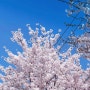 2024 벚꽃사진 모음집, 벚꽃 예쁘게 찍는 꿀팁 대방출