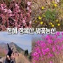 진해 장복산 진흥사 덕주봉 코스. 진달래 벚꽃능선이 환상적