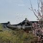 서울 벚꽃 명소 경복궁, 덕수궁 포토존/벚꽃 만개 24.04.06