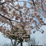 부산 해운대 : 달맞이길 벚꽃구경