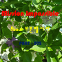 [ Mission Impassible ] About 브룬펠시아 재스민(Brunfelsia jasmin)