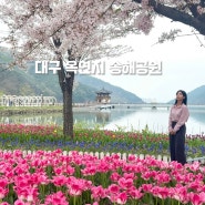 대구 송해공원 튤립 실시간 개화상황 4월 여행지 대구 아이와 가볼만한 곳